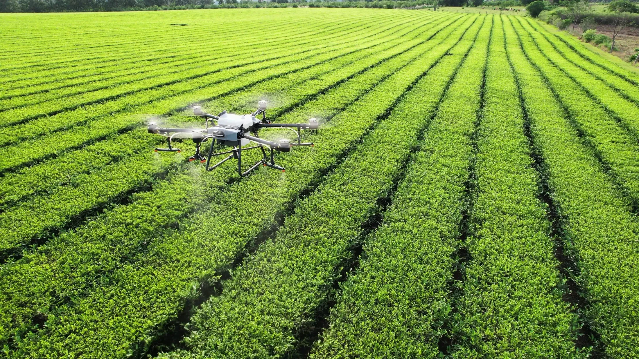 XAG tarım dronu yeşil bir tarlanın üzerinde ilaçlama yapıyor